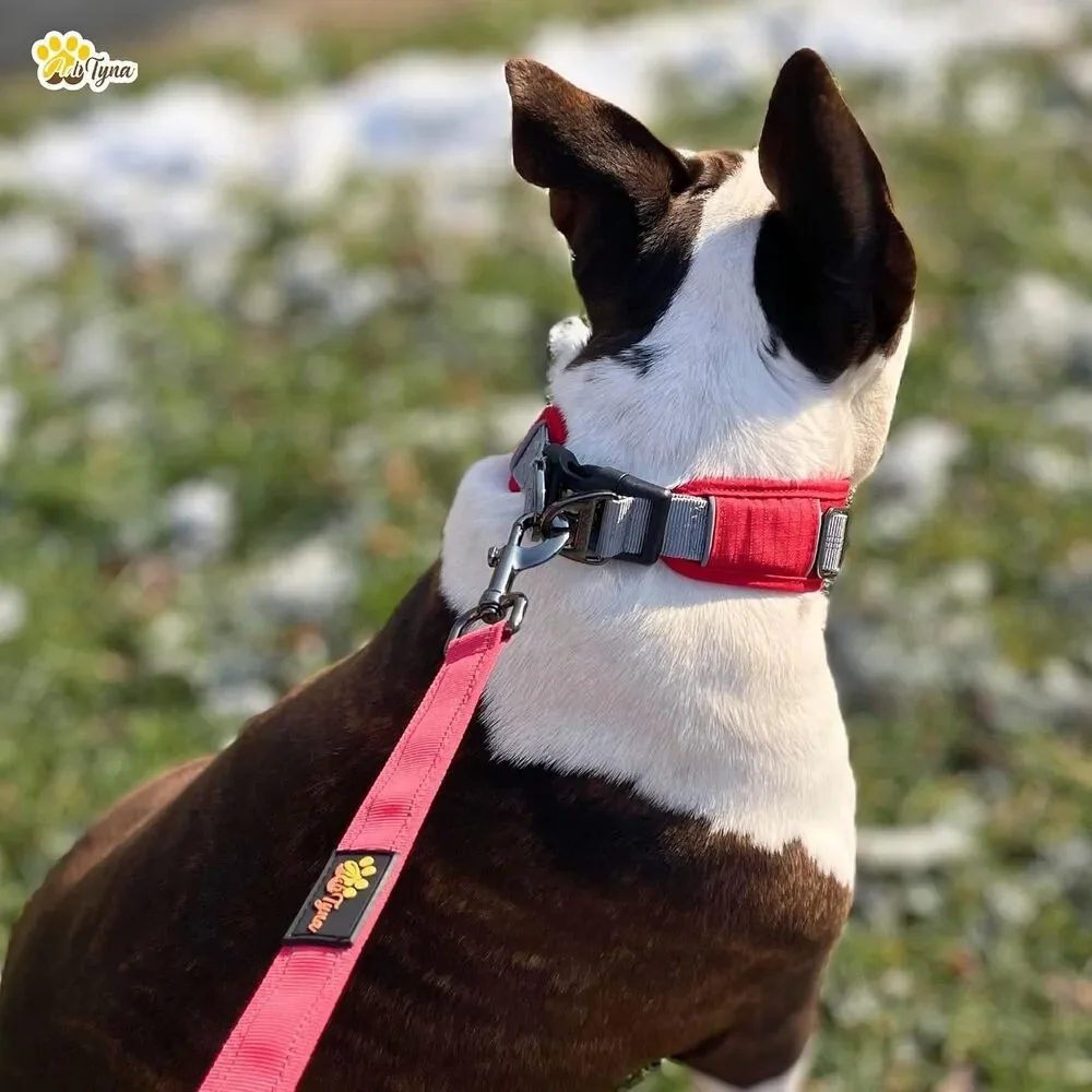 Dog Collar 2 D-Rings Secure - 2-inch Wide Adjustable Dog Collar for Large Dogs